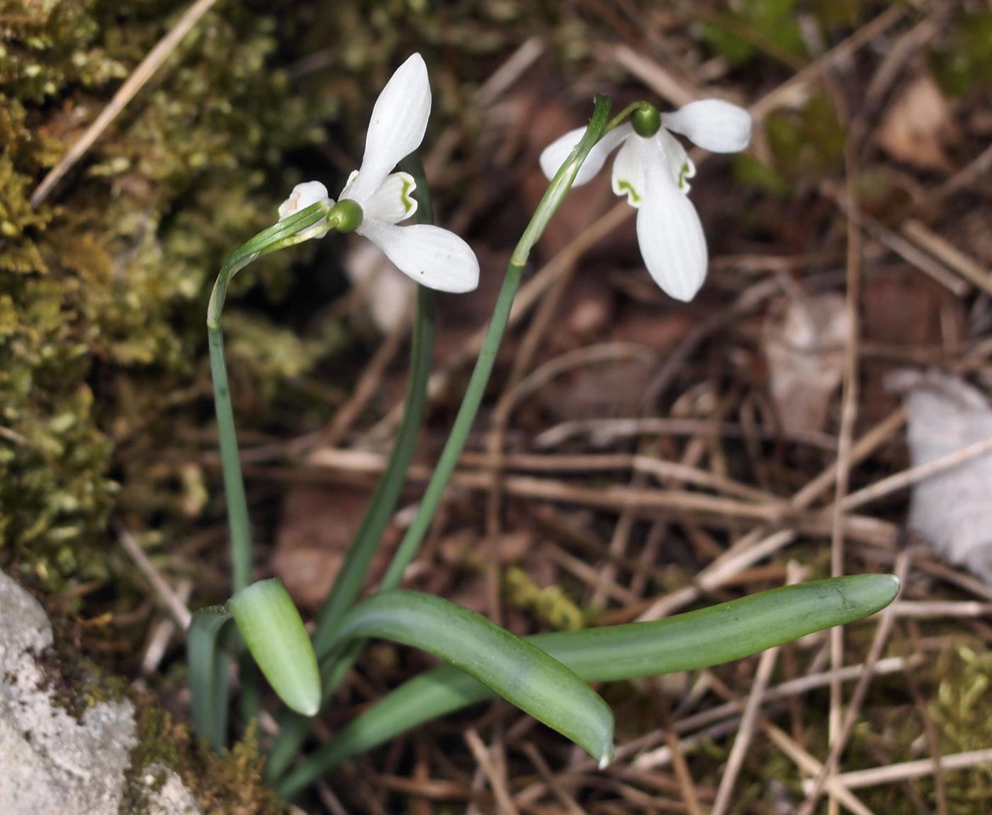 Snowdrop flower